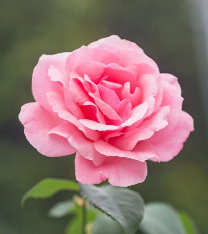 Pink Rose